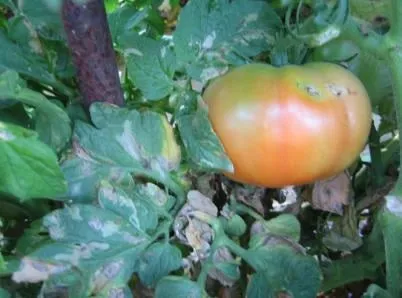 Tuta Absoluta 2 Bioterramar