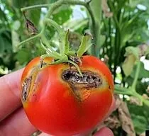 Tuta_absoluta_Tomato_loss_Bioterramar
