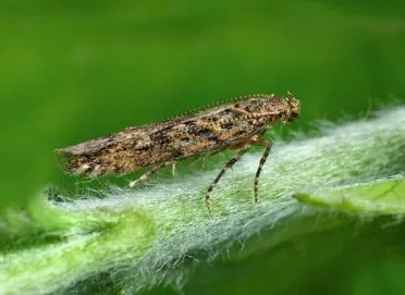 Tutta absoluta Bioterramar