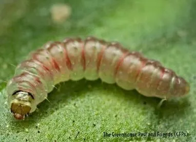 Tutta Bioterramar