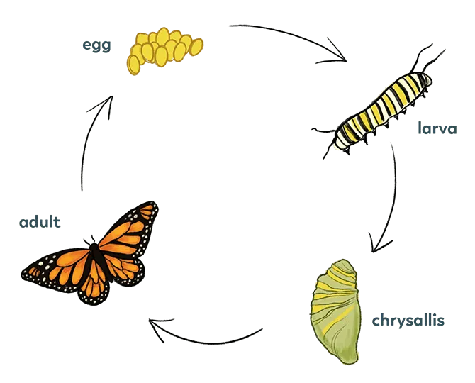 butterrly cycle Bioterramar